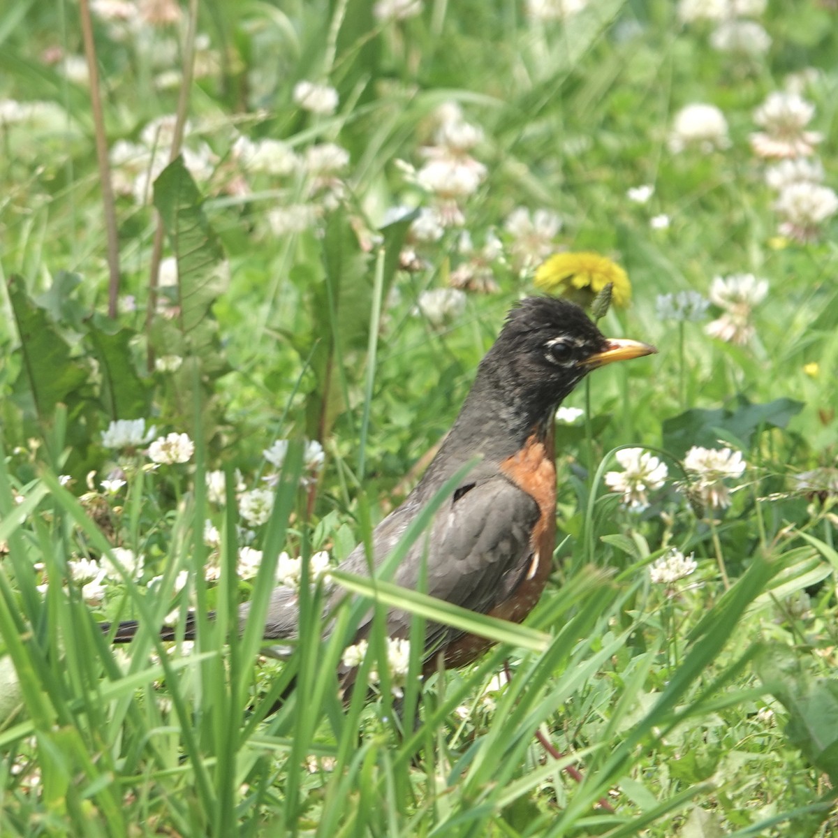 American Robin - ML637472332