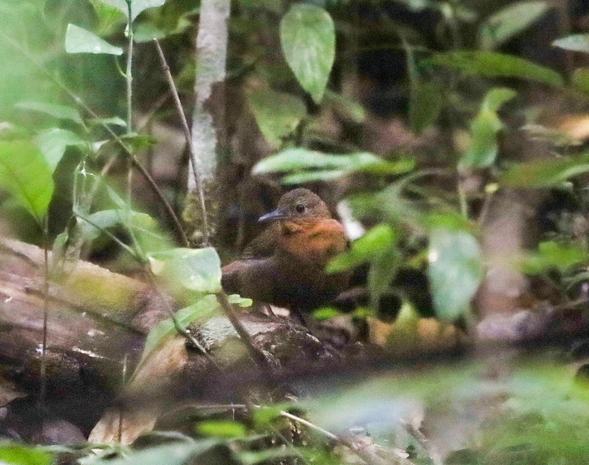 South American Leaftosser - ML637472367