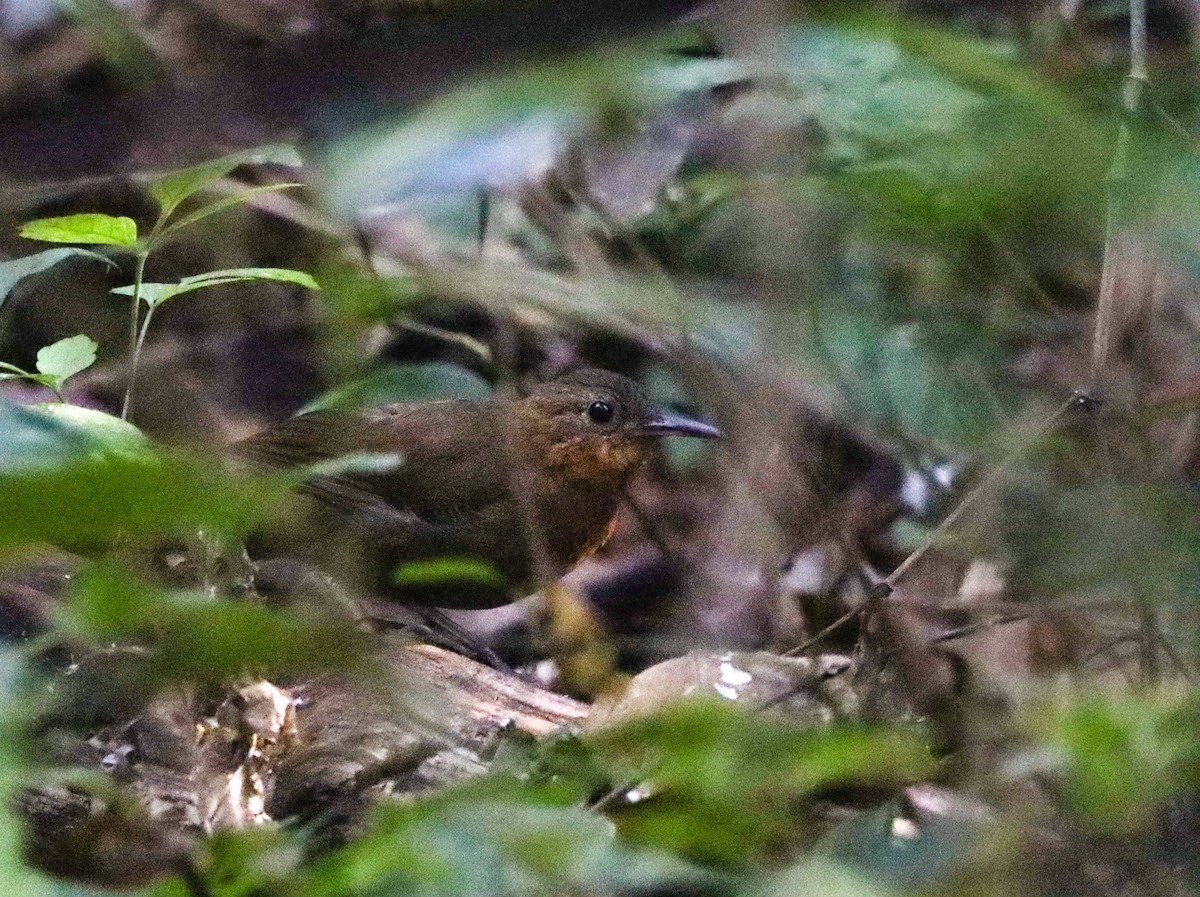 South American Leaftosser - ML637472377
