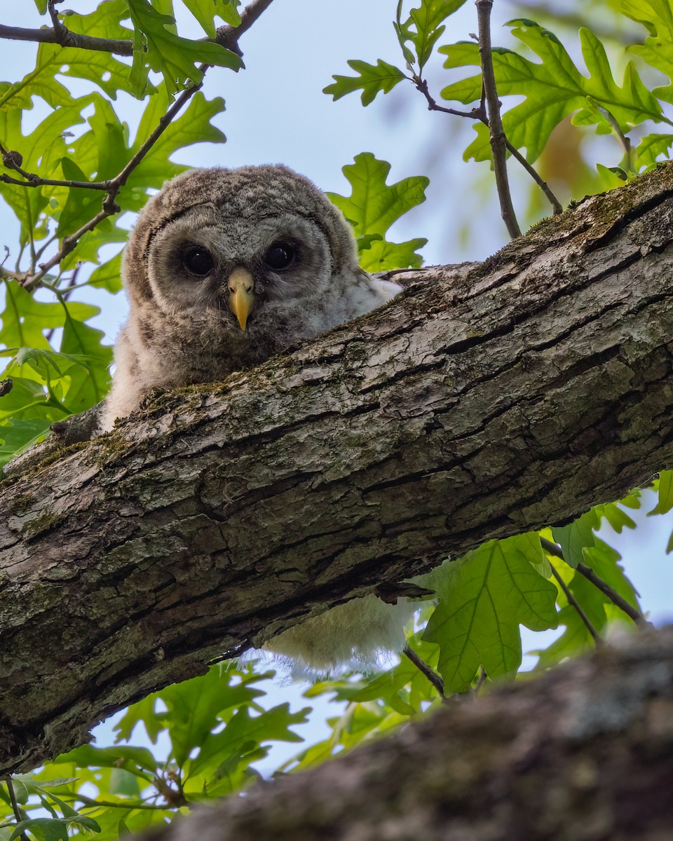 Barred Owl - ML637472380