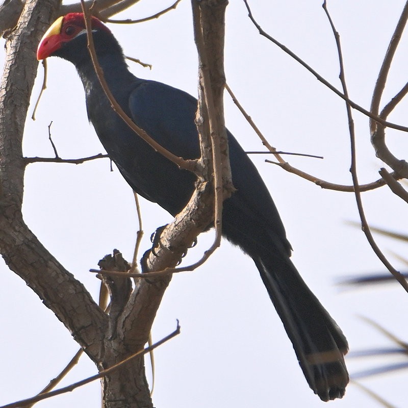 Violet Turaco - ML637472453