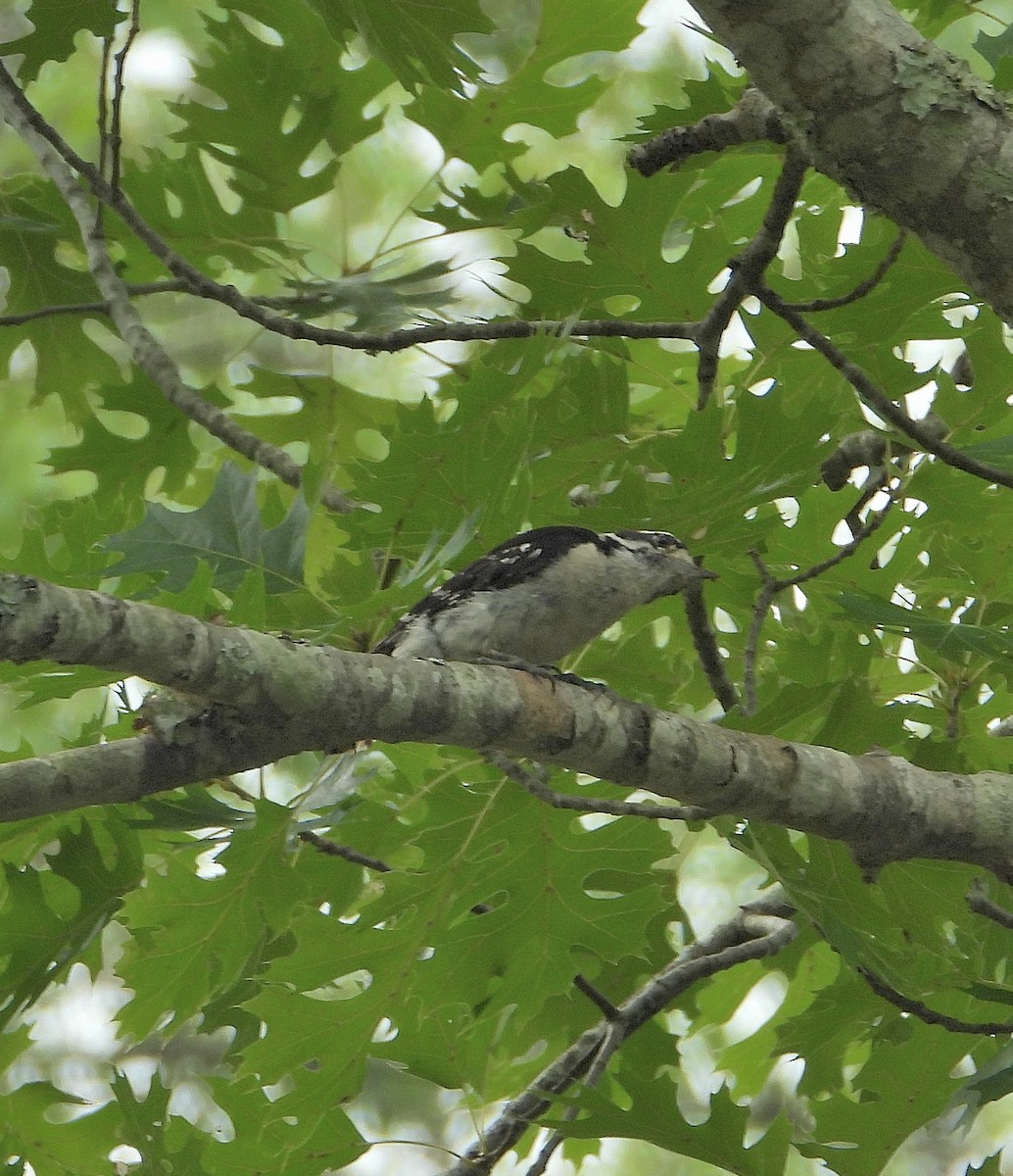 Downy Woodpecker - ML637472566