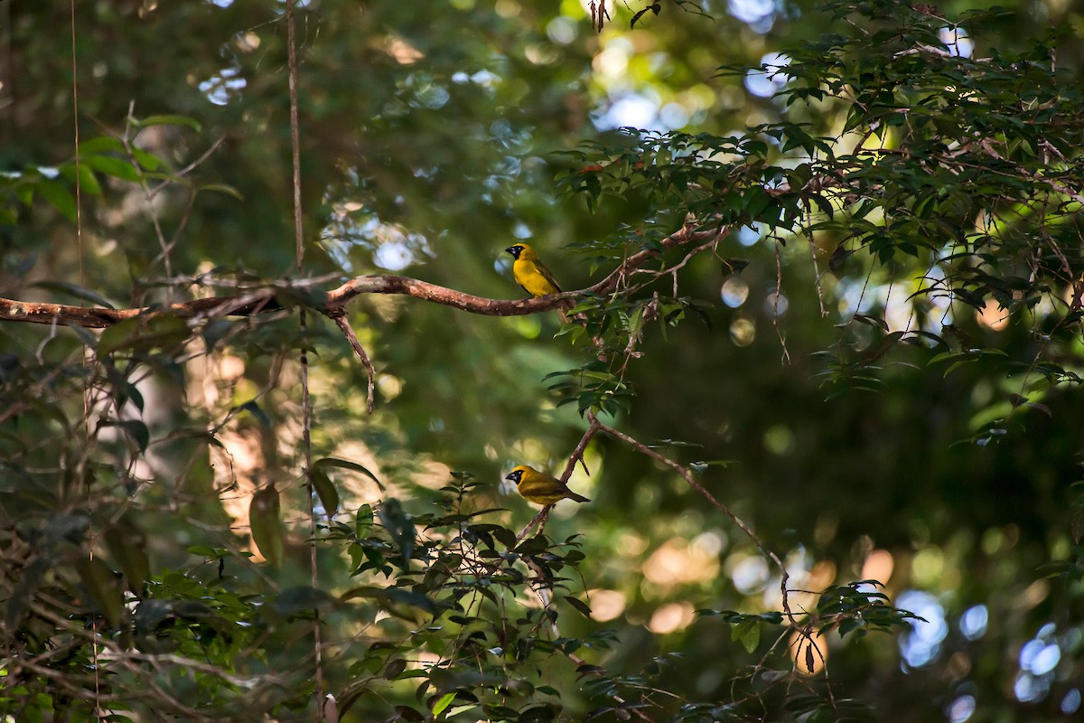 Yellow-green Grosbeak - ML63747261