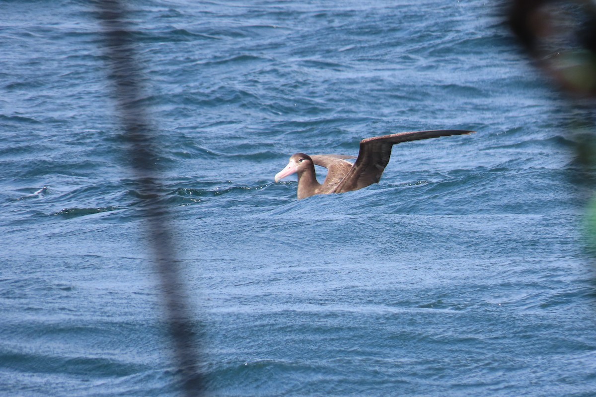 Short-tailed Albatross - ML637472621