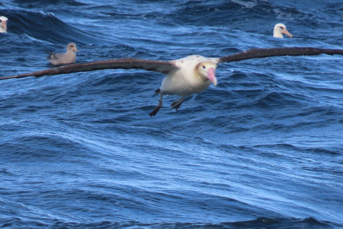 Short-tailed Albatross - ML637472739