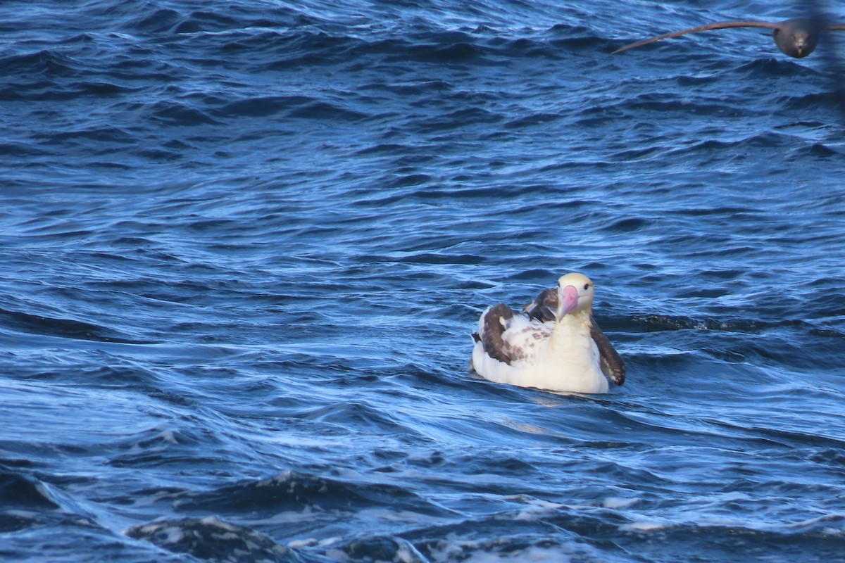 Short-tailed Albatross - ML637472745