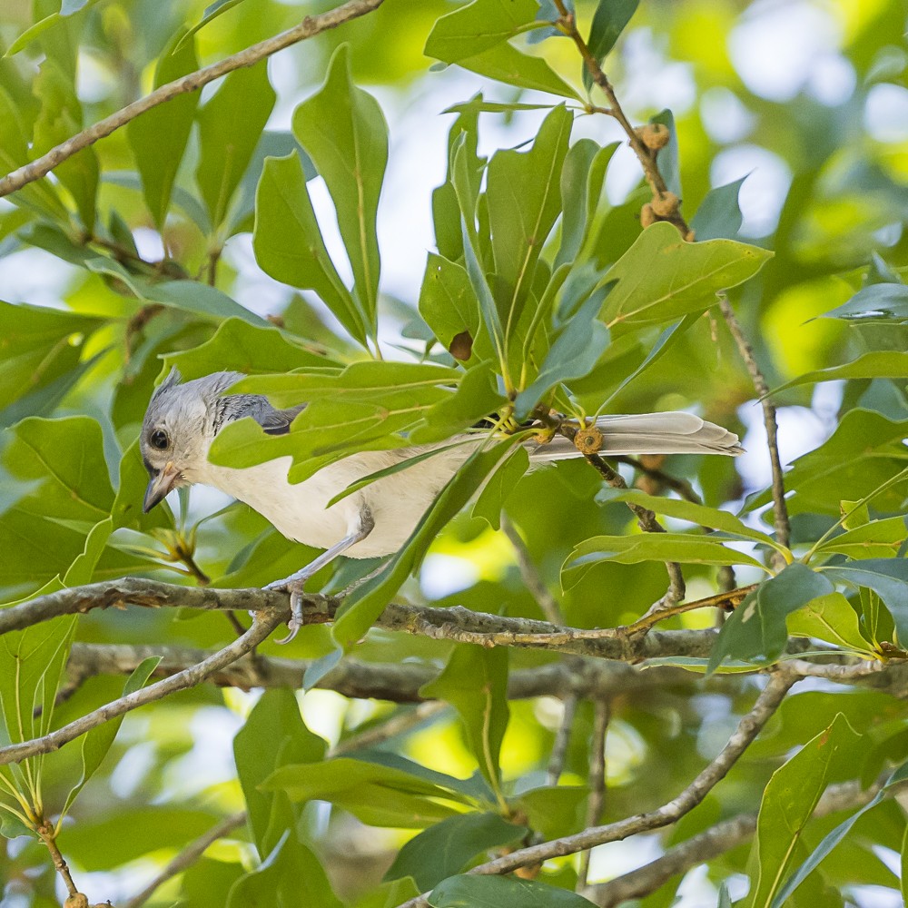 エボシガラ - ML637472786