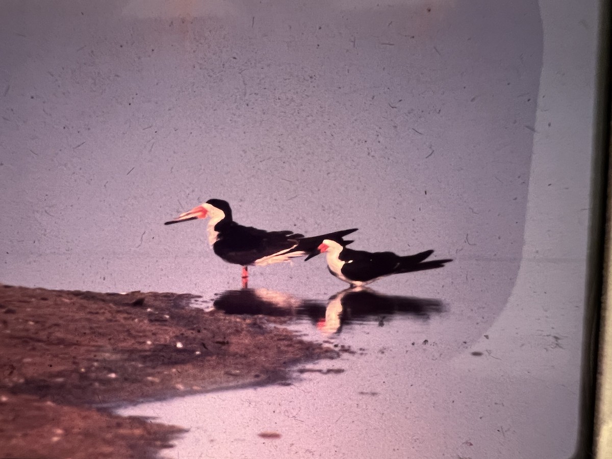 Black Skimmer - ML637472799