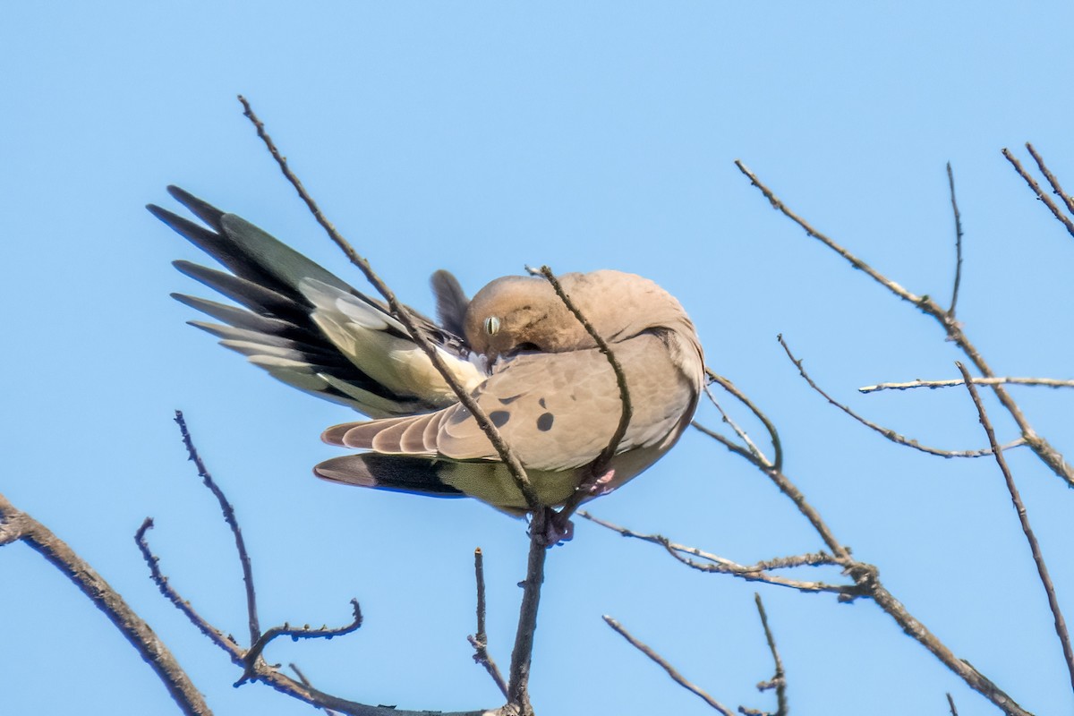 Mourning Dove - ML637472853