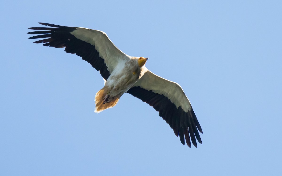 Egyptian Vulture - ML637472859