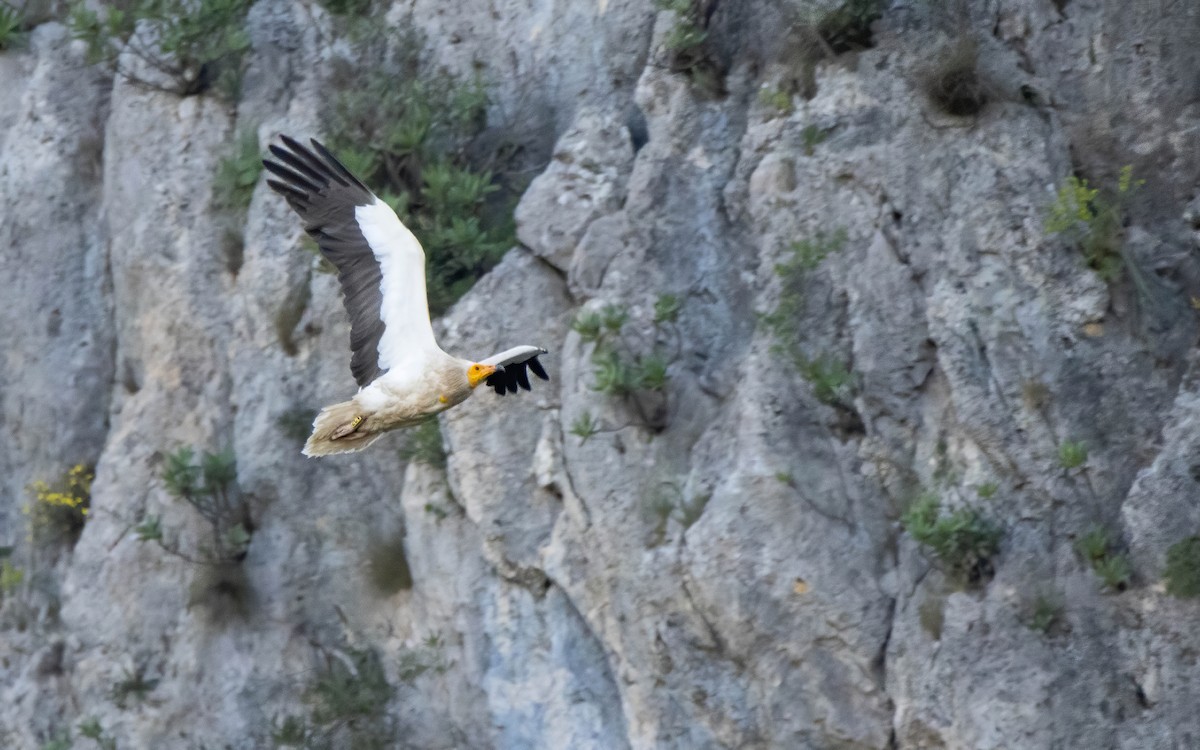 Egyptian Vulture - ML637472860