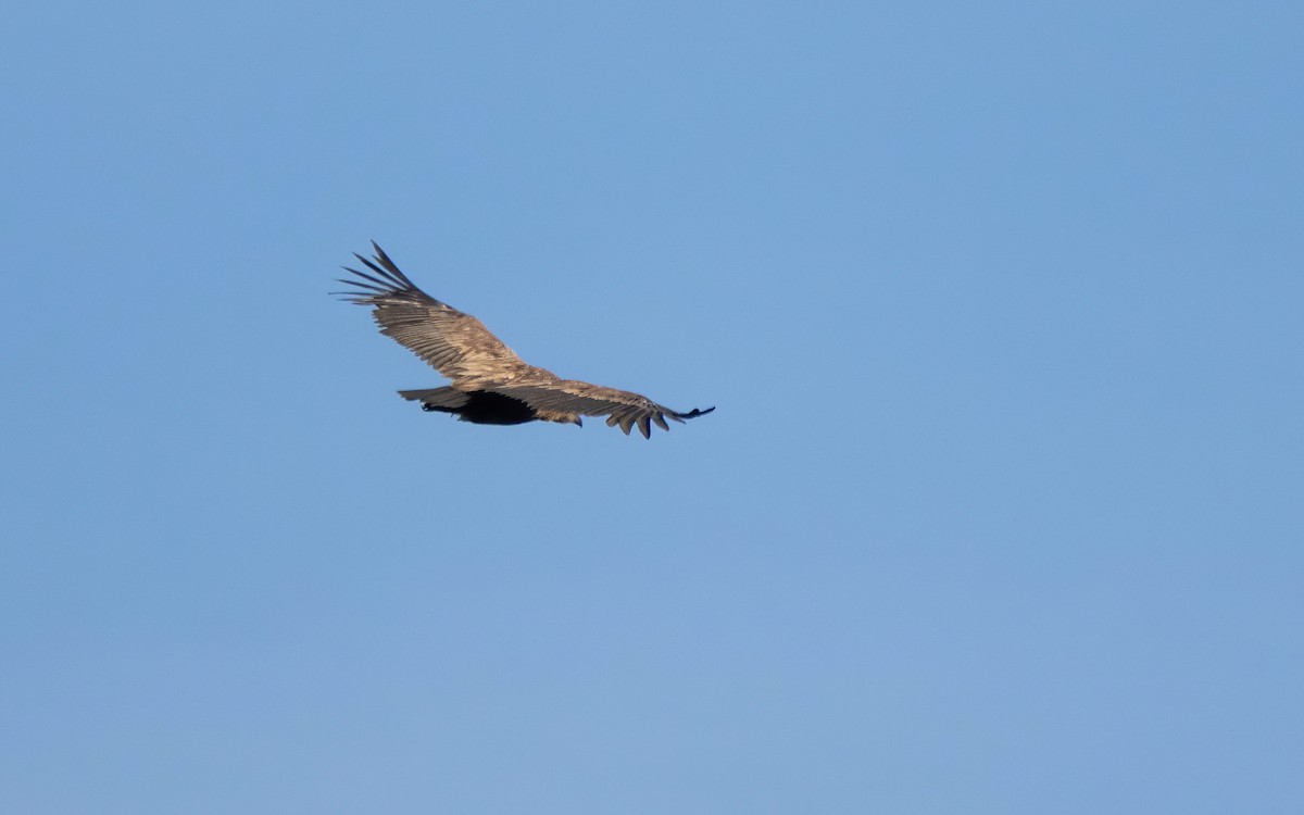 Eurasian Griffon - ML637472867