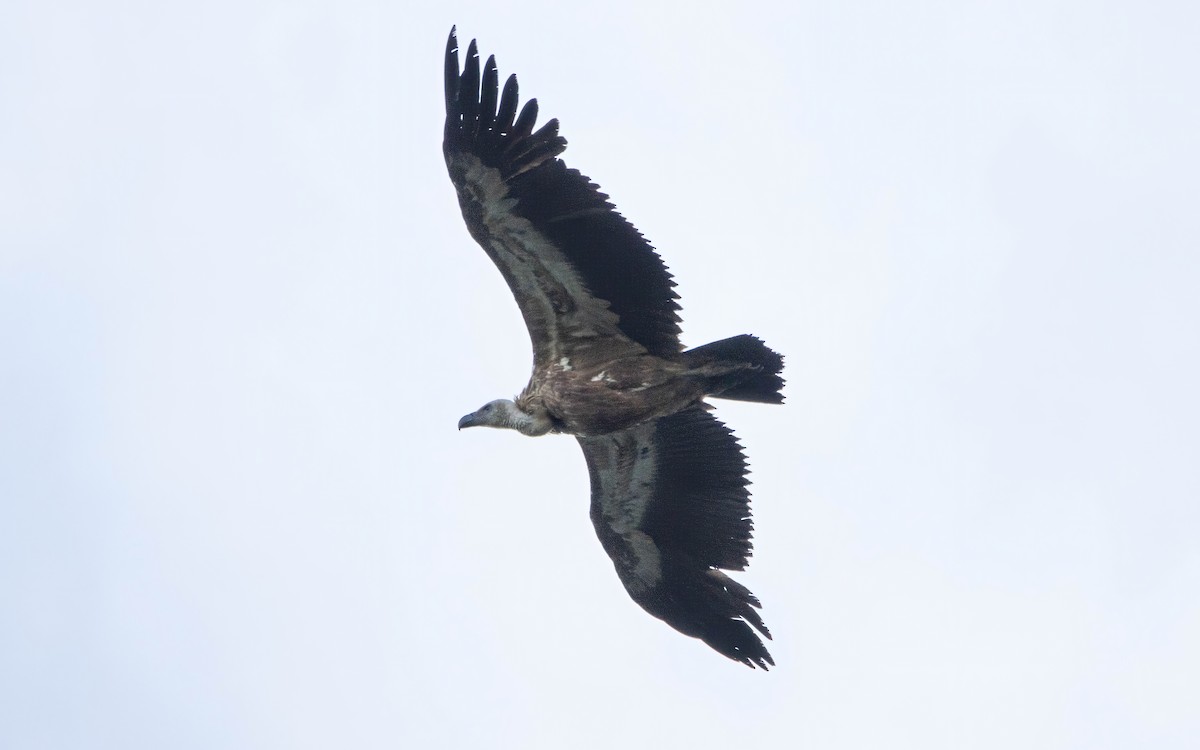 Eurasian Griffon - ML637472868