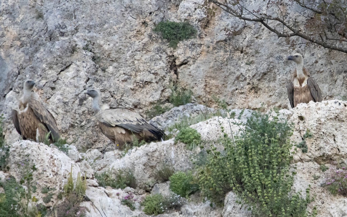 Eurasian Griffon - ML637472869