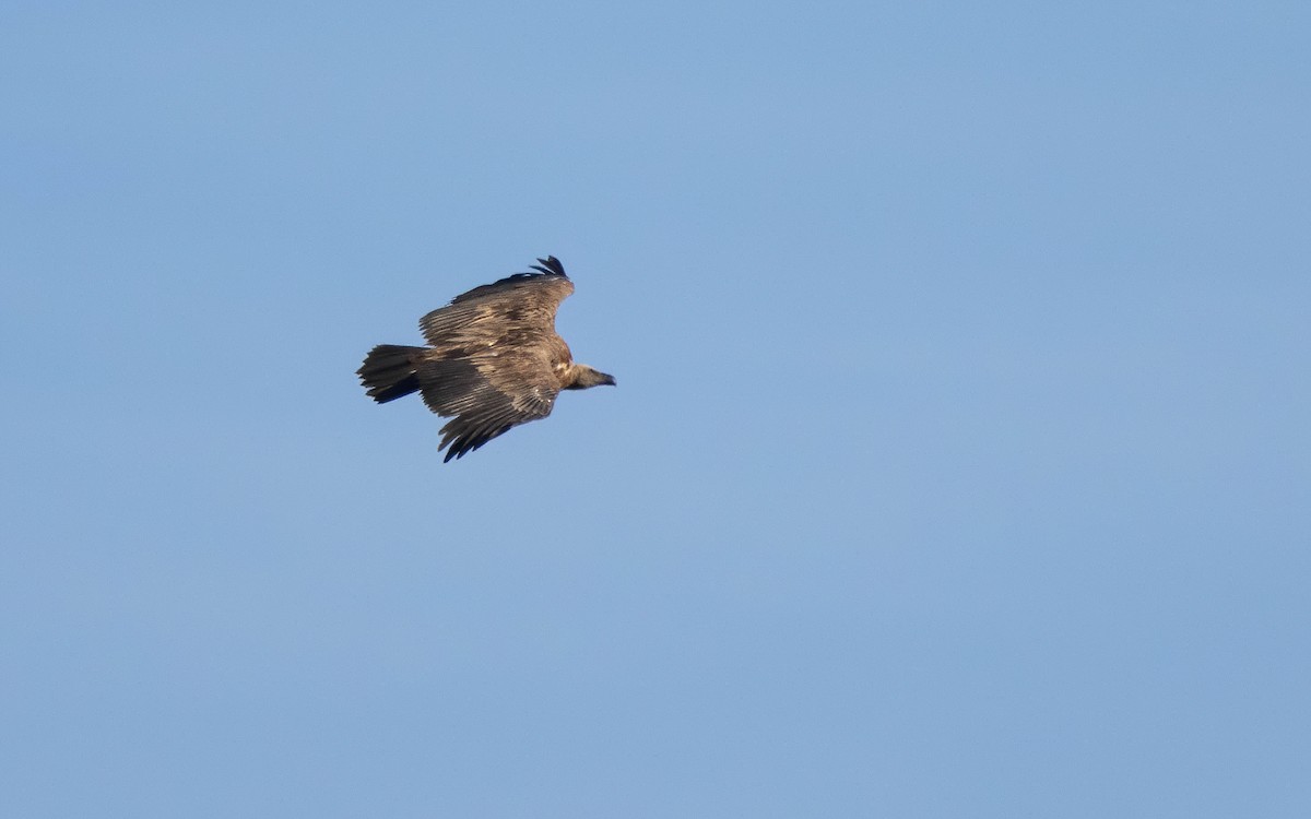 Eurasian Griffon - ML637472870