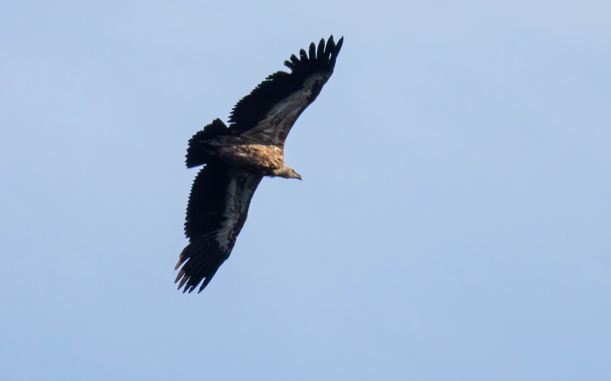 Eurasian Griffon - ML637472871