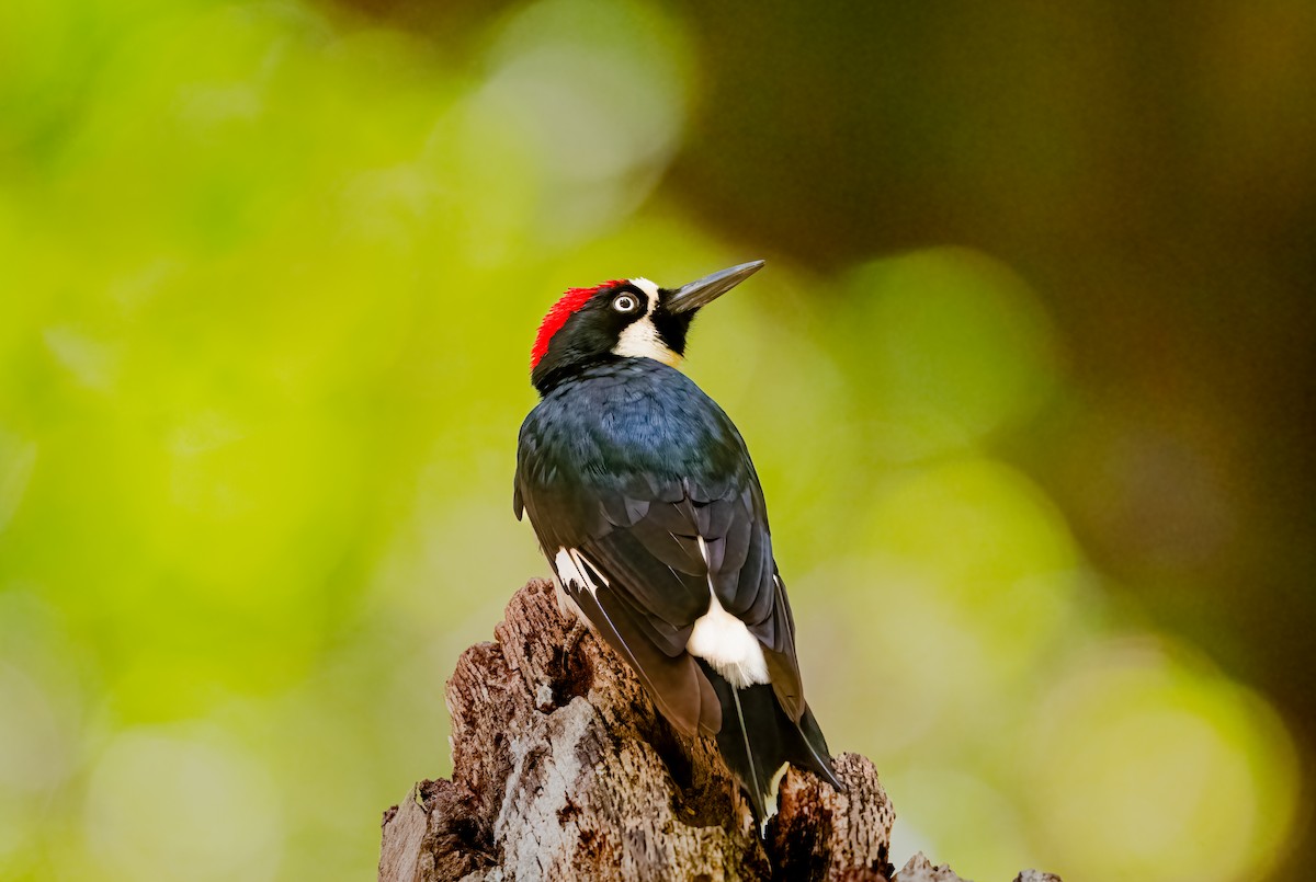 Acorn Woodpecker - ML637472904