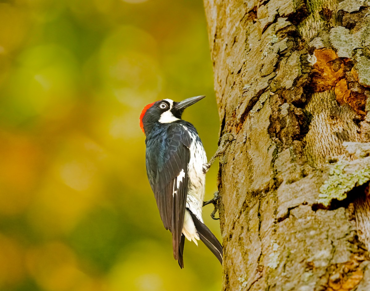 Acorn Woodpecker - ML637472905