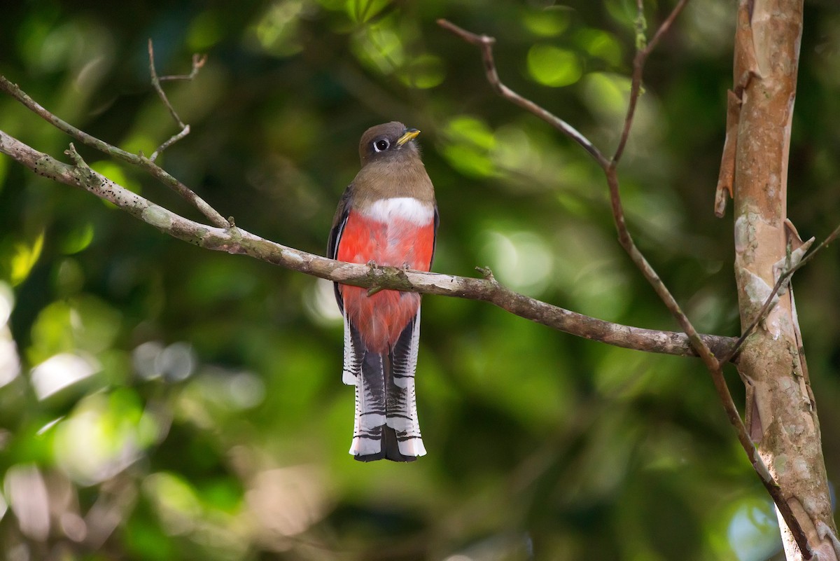 Collared Trogon - ML63747291