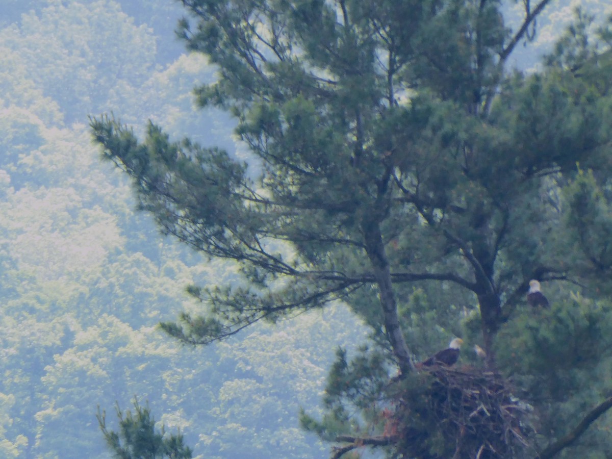 Bald Eagle - ML637472927