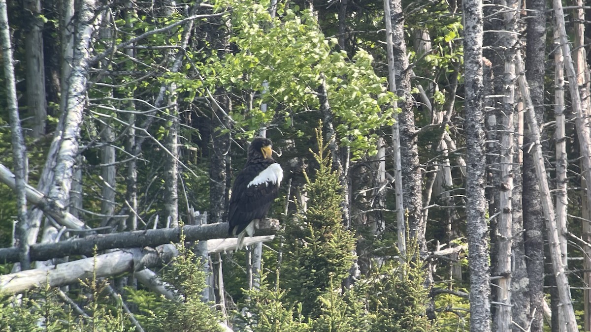 Steller's Sea-Eagle - ML637472968