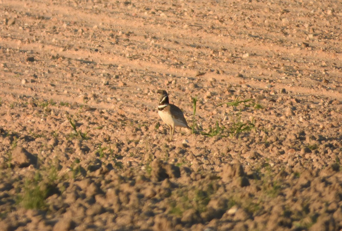 Little Bustard - ML637473029