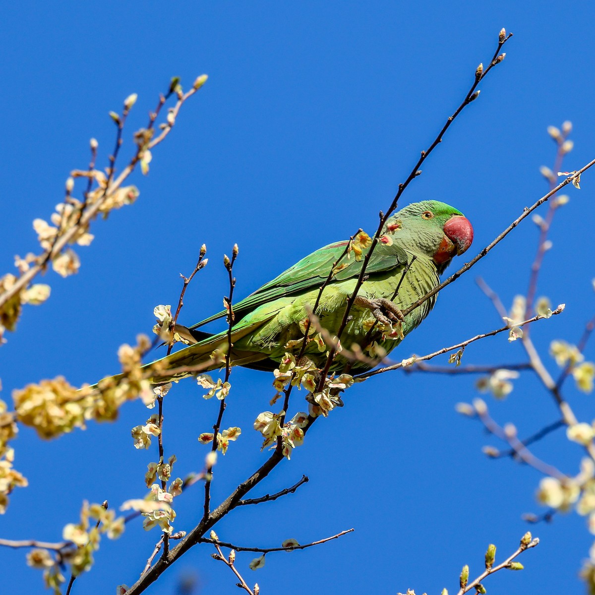 alexandr velký - ML637473074