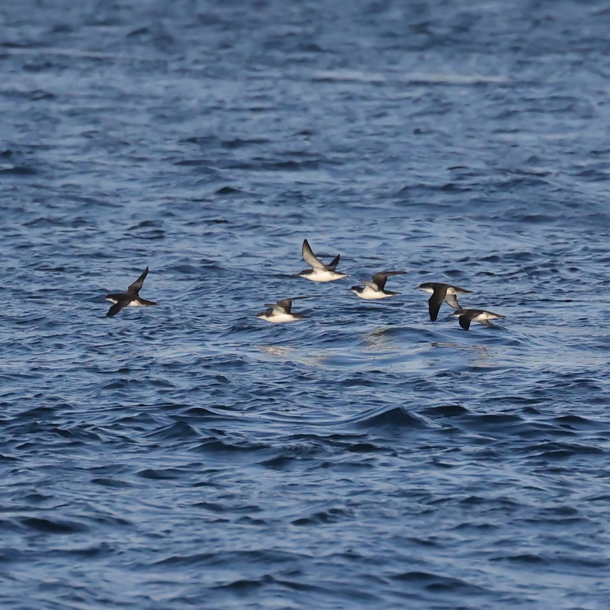 Yelkouan Shearwater - ML637473092