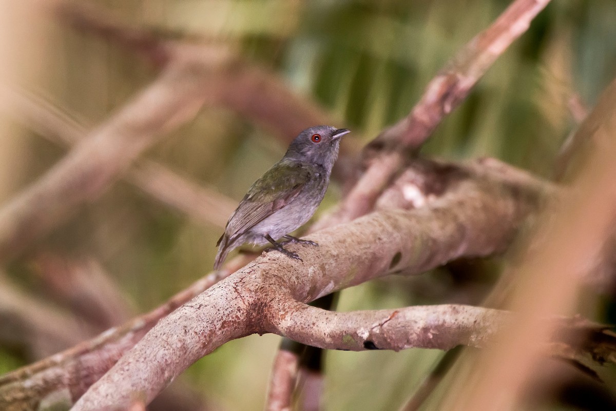 Red-headed Manakin - ML63747311