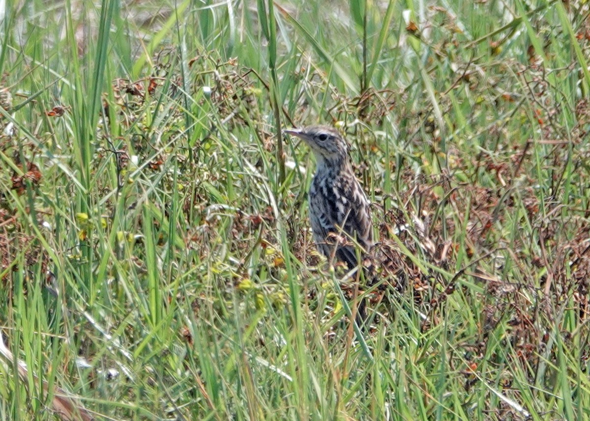 Peruvian Pipit - ML637473147
