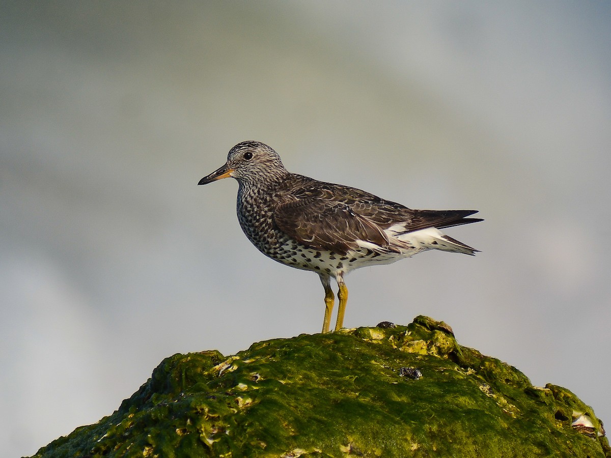 Surfbird - ML637473155