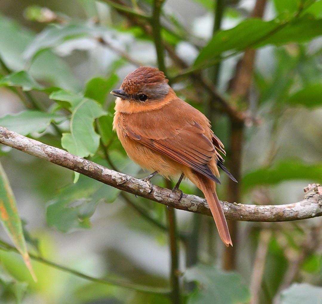 Chestnut-crowned Becard - ML637473171