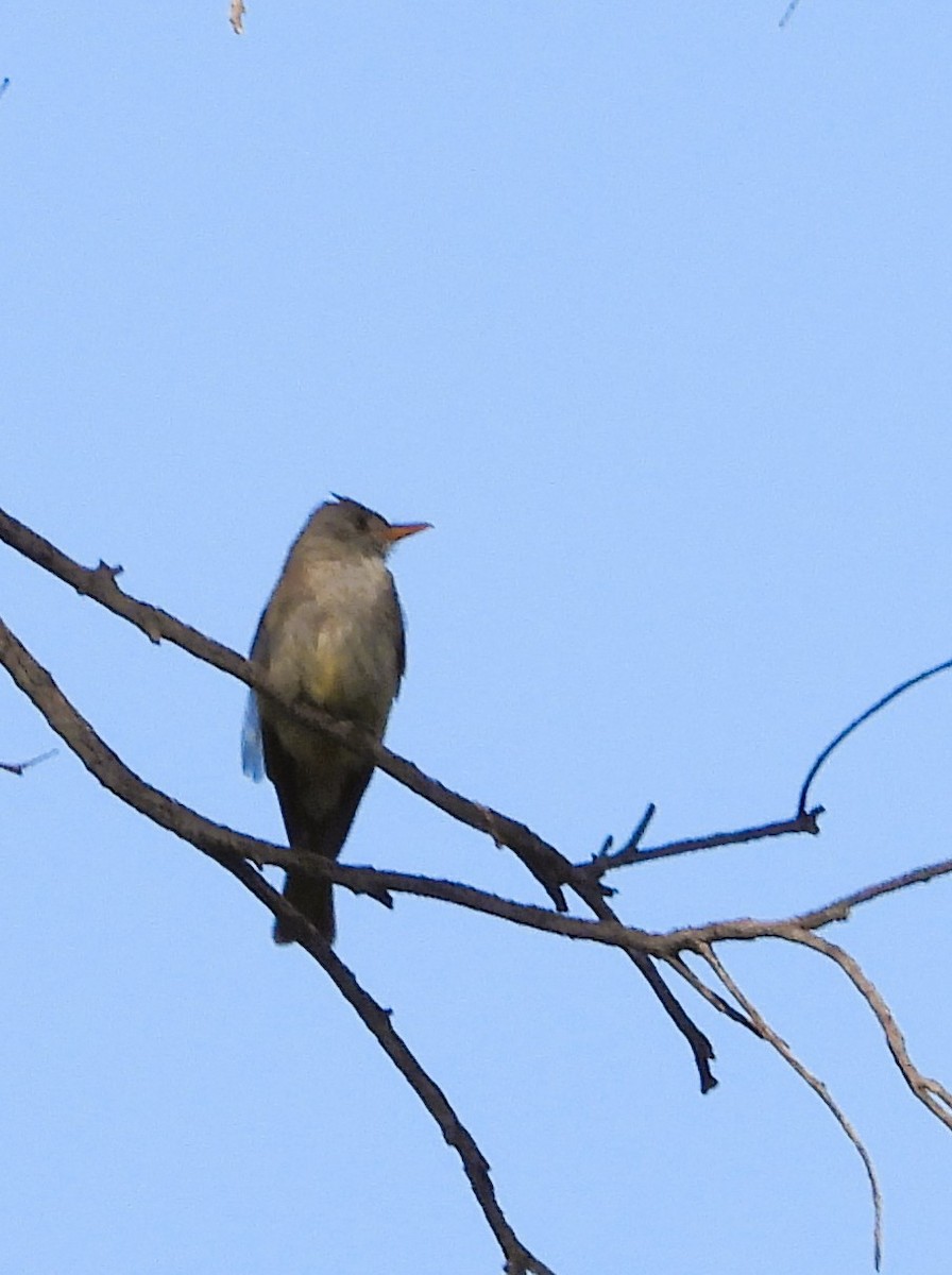 Greater Pewee - ML637473211