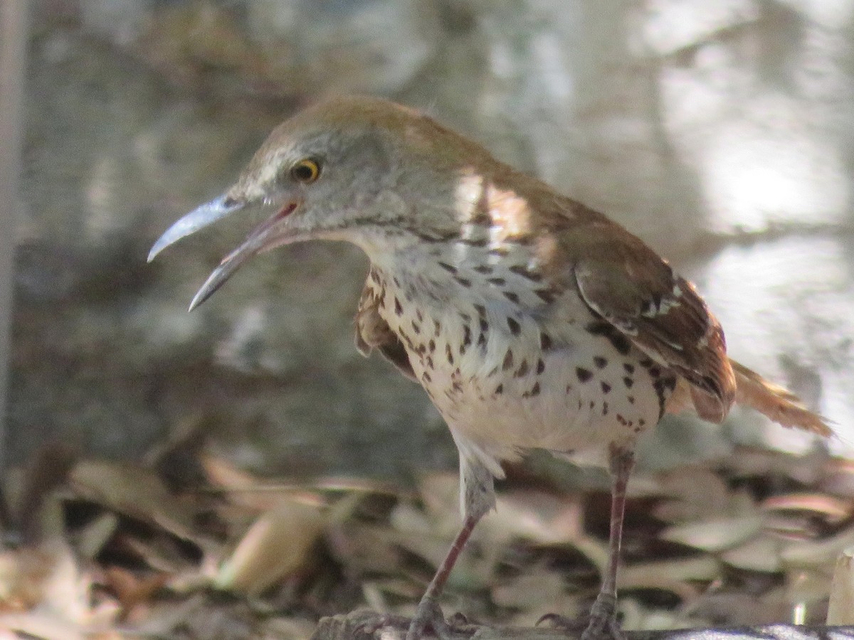 דשוש חום - ML637473217