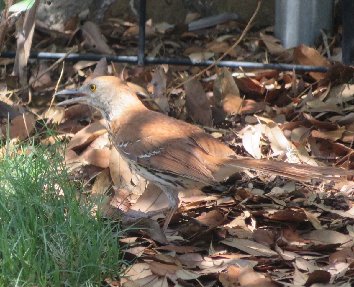דשוש חום - ML637473218
