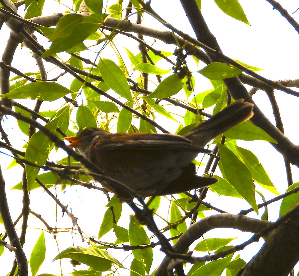 Rufous-backed Robin - ML637473277
