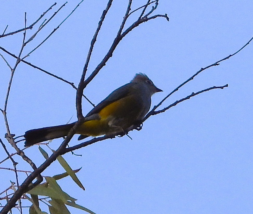 Gray Silky-flycatcher - ML637473303