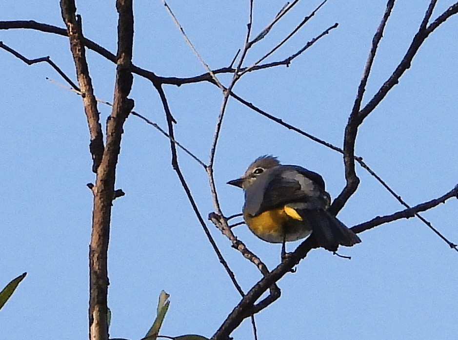 Gray Silky-flycatcher - ML637473304