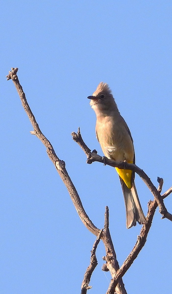 Gray Silky-flycatcher - ML637473305