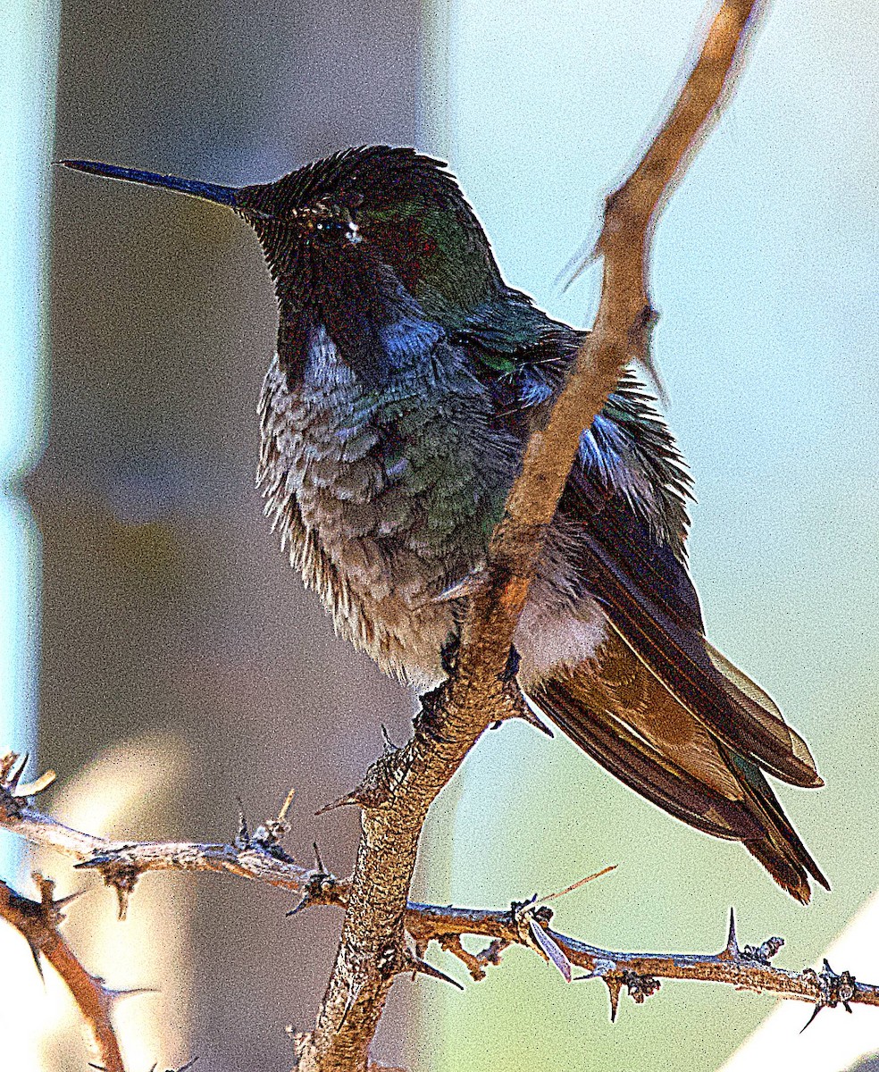 rødmaskekolibri - ML637473306