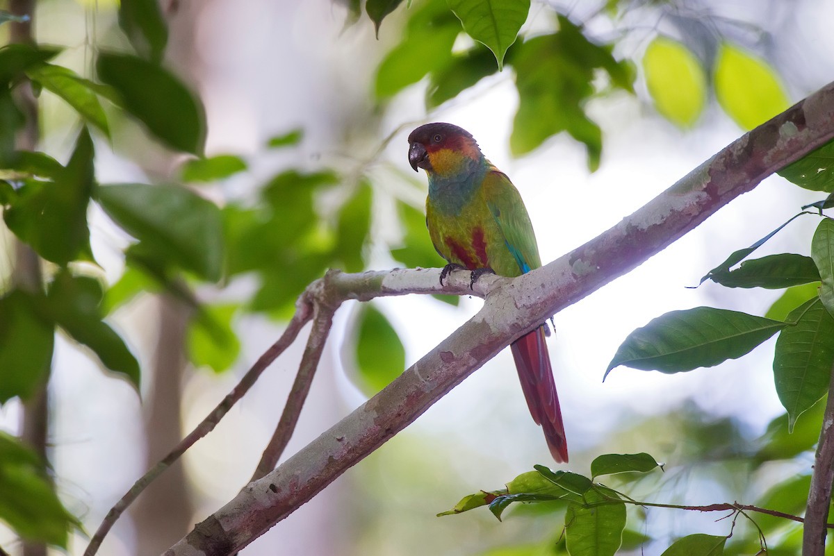 Ochre-marked Parakeet - ML63747331