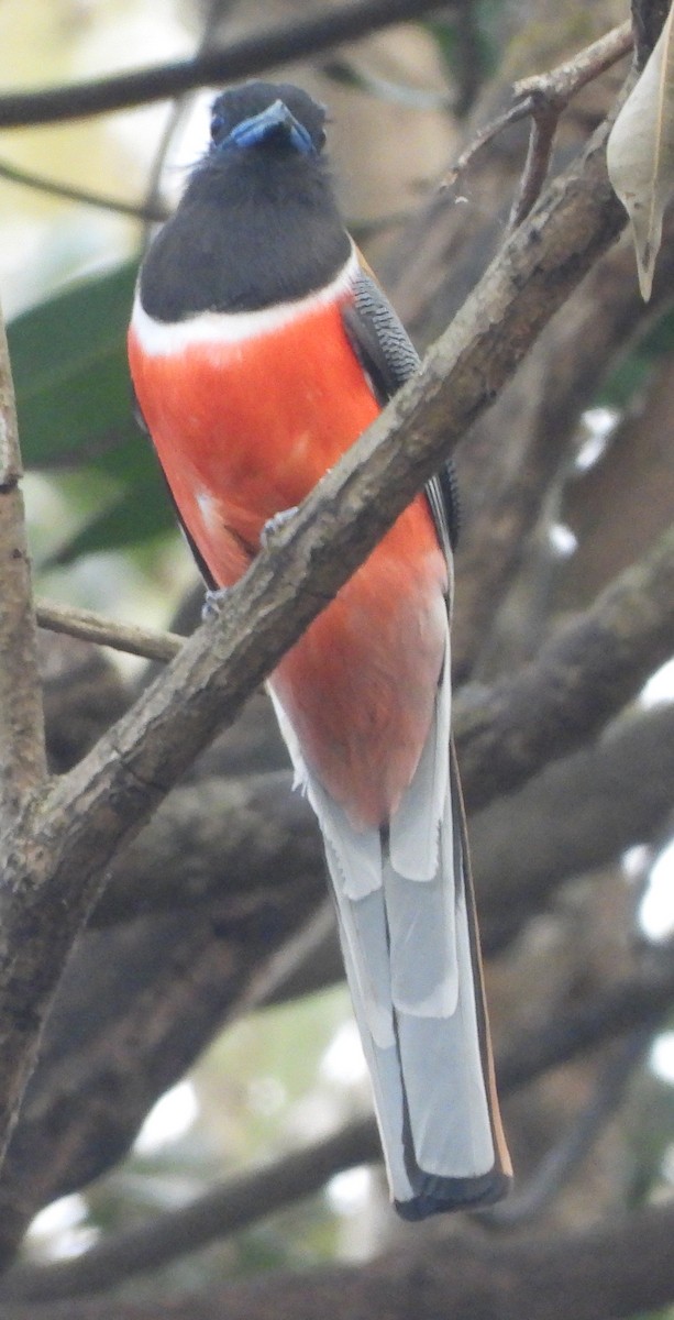 Malabar Trogon - ML637473315