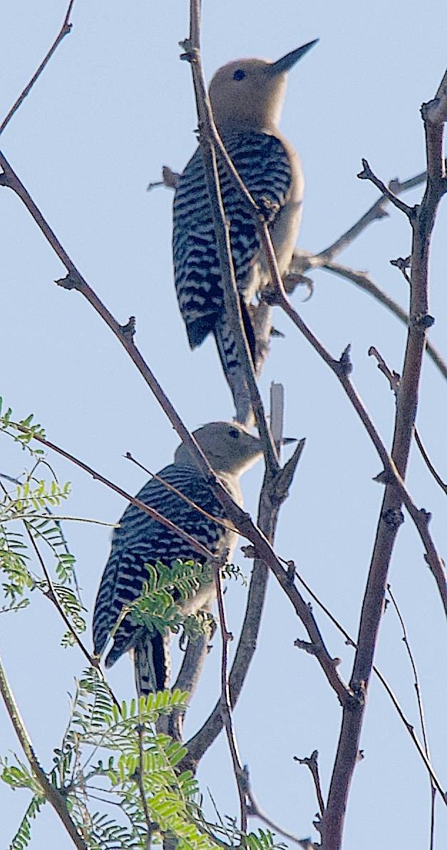 Gila Woodpecker - ML637473391