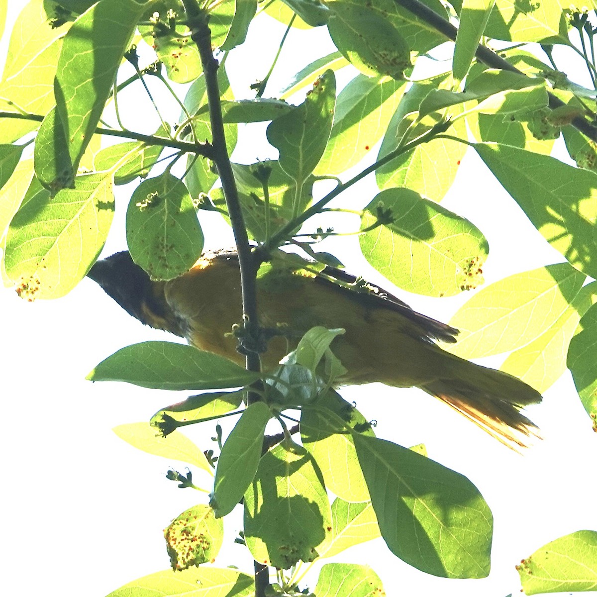 Baltimore Oriole - ML637473449