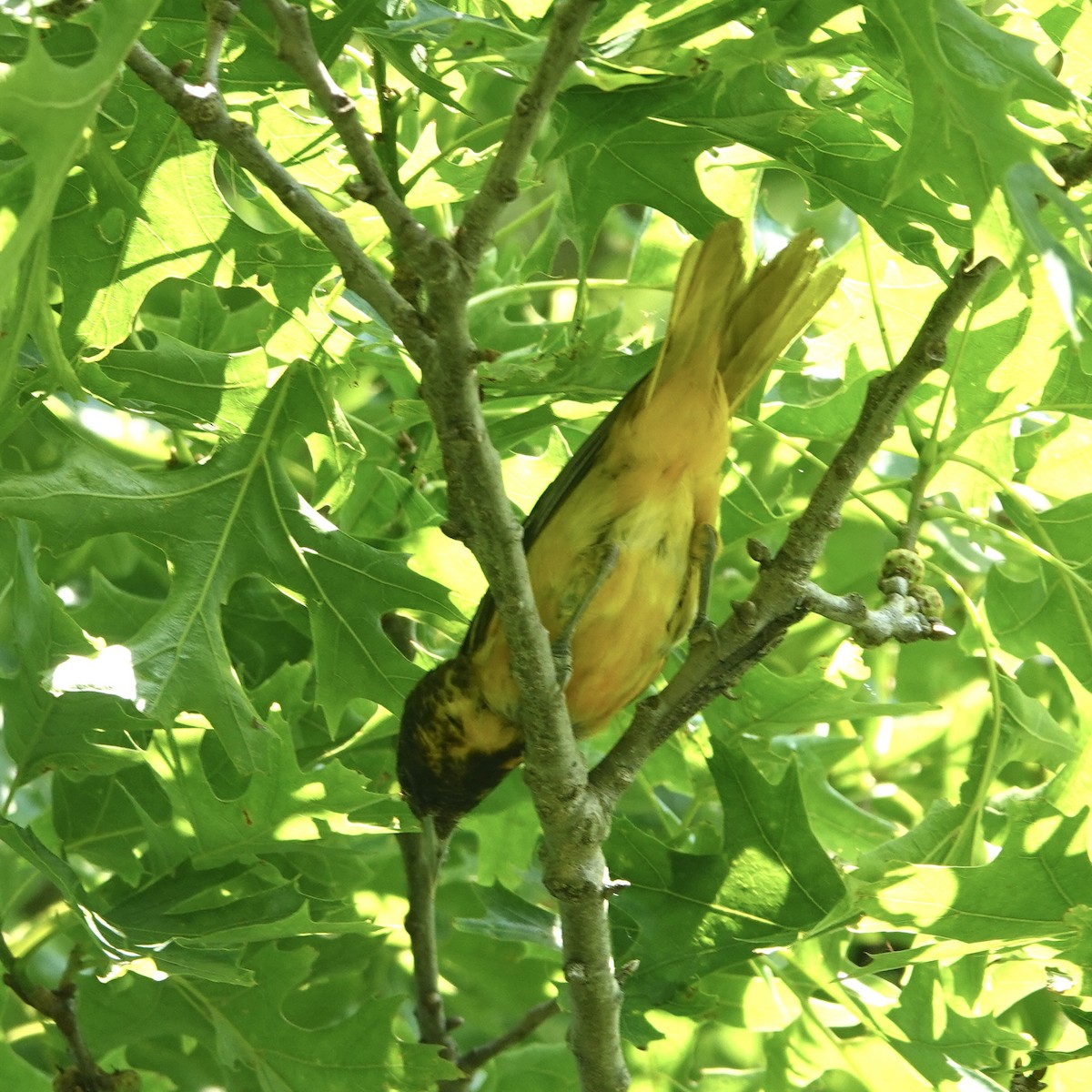 Baltimore Oriole - ML637473450