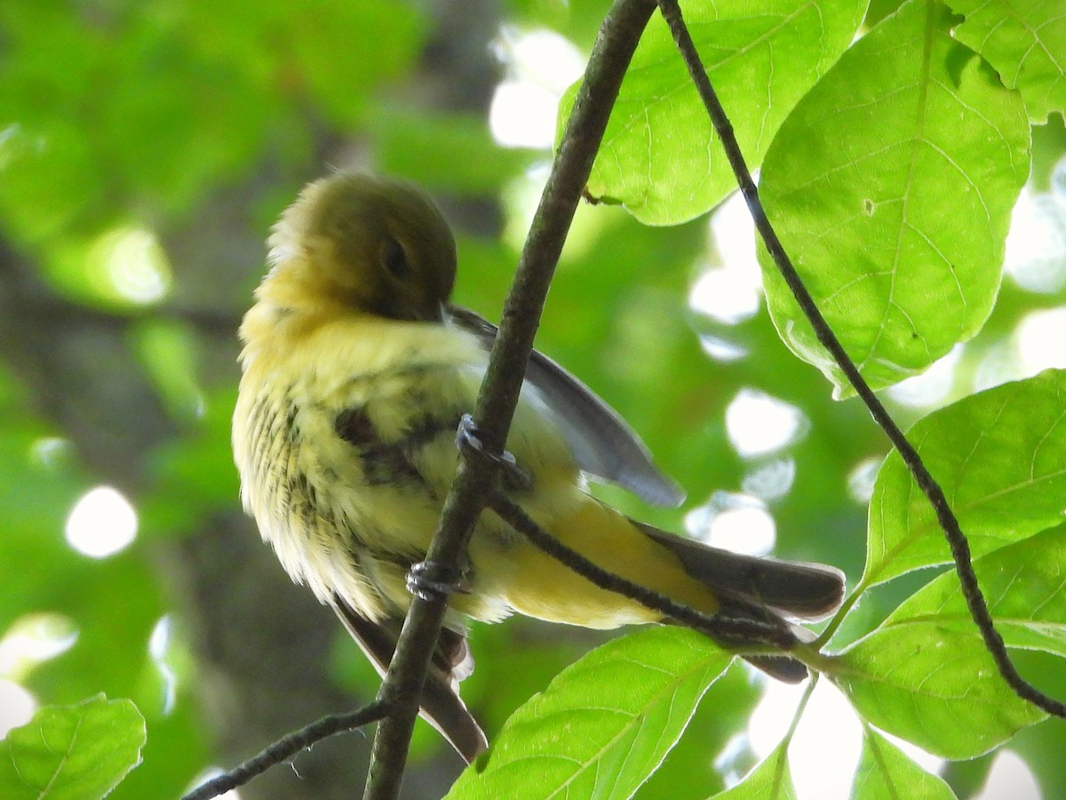 Scarlet Tanager - ML637473530