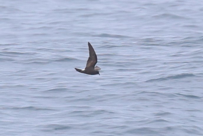Leach's Storm-Petrel - ML637473533