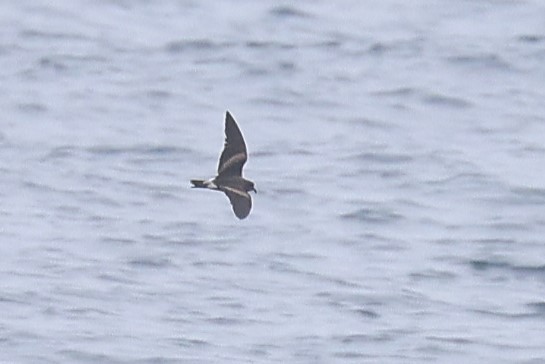 Leach's Storm-Petrel - ML637473534