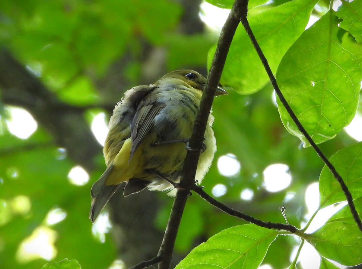 Scarlet Tanager - ML637473546