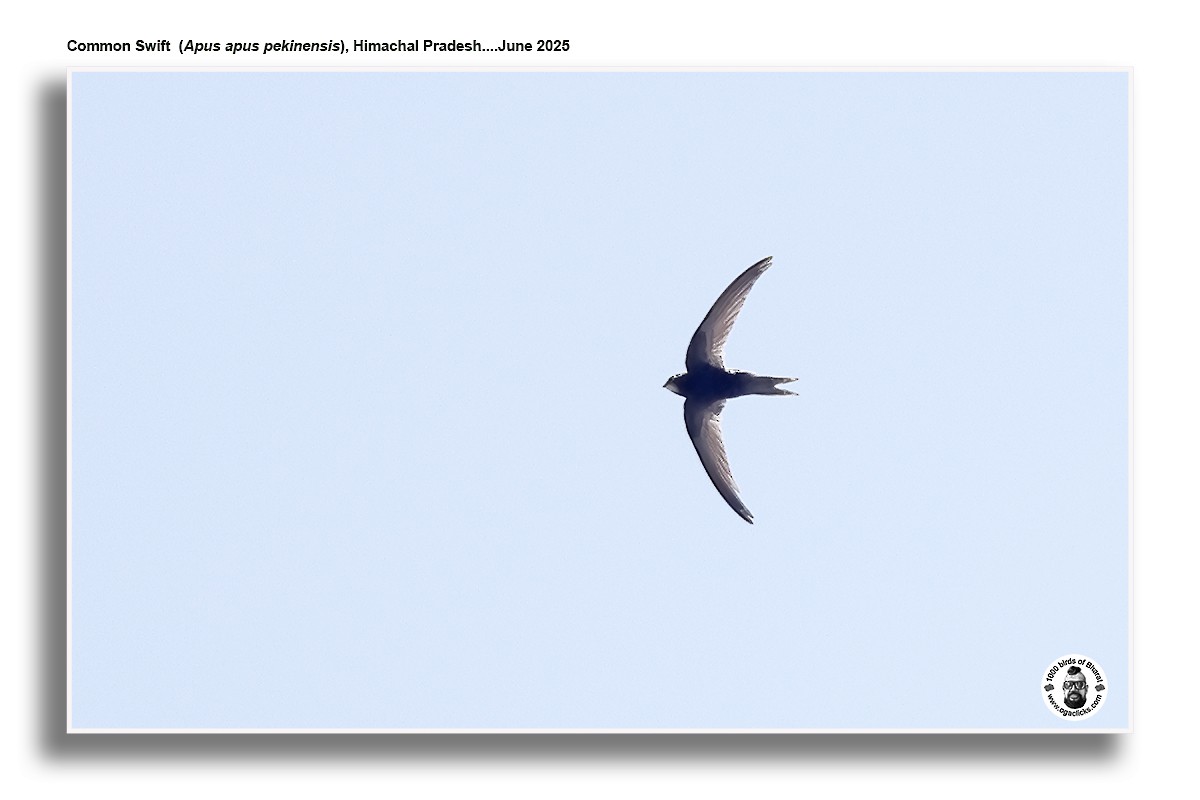 Common Swift - ML637473561